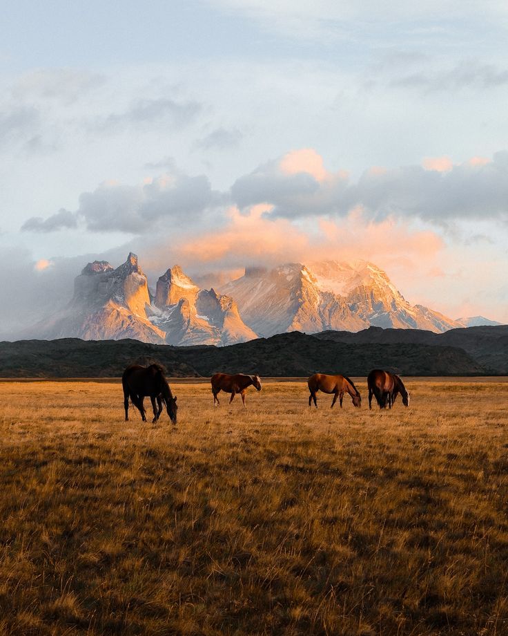 Horses at sunset