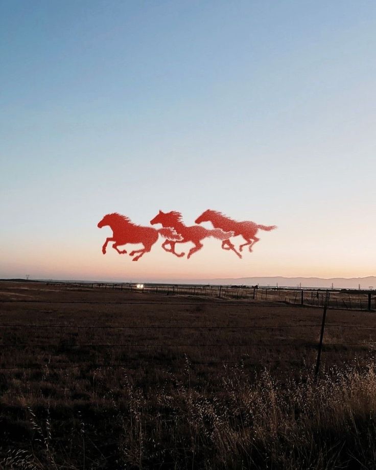 Red horses at sunset